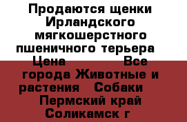 Продаются щенки Ирландского мягкошерстного пшеничного терьера › Цена ­ 30 000 - Все города Животные и растения » Собаки   . Пермский край,Соликамск г.
